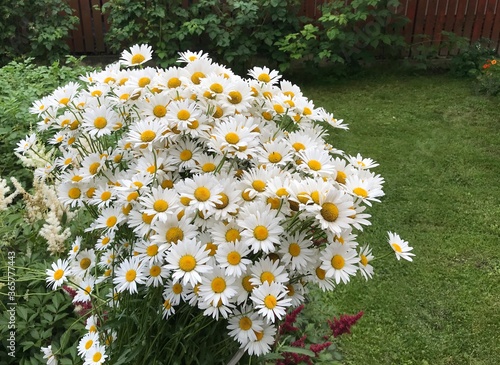 bush of white daisies in the garden. photo