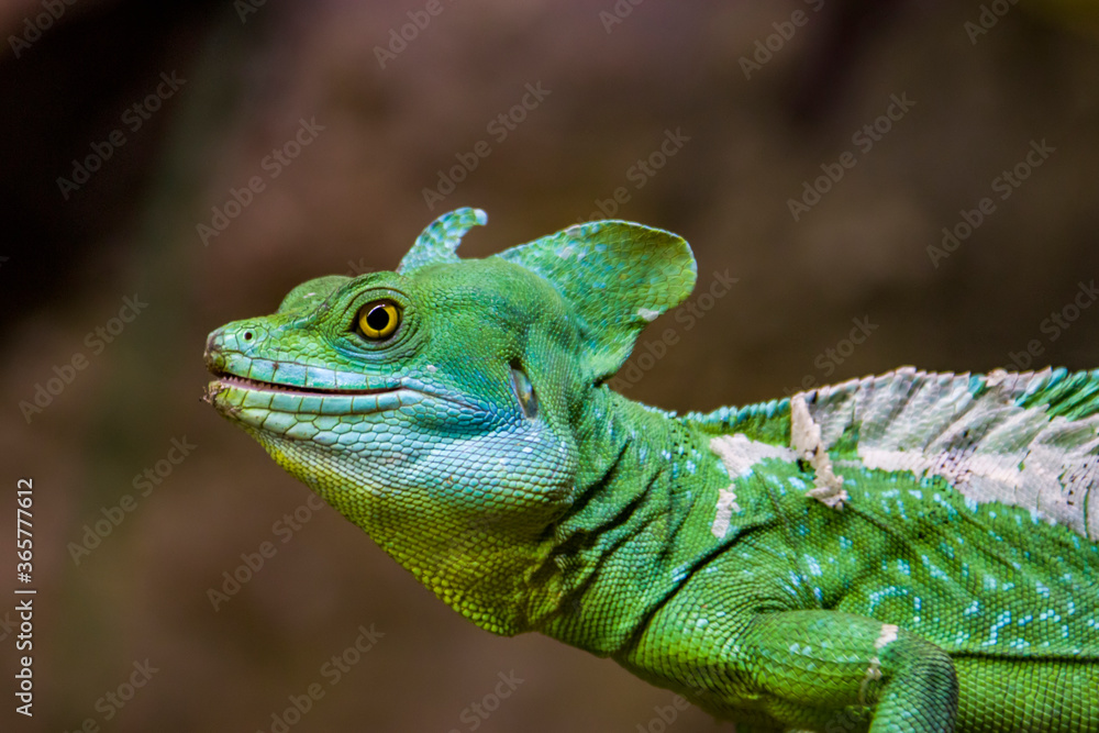Fototapeta premium The c'loseup image of double crested basilisk. It is one of the largest basilisk species Males have three crests: one on the head, one on the back, one on the tail, females only have the head crest