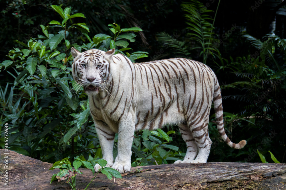 Fototapeta premium Biały tygrys to odmiana pigmentacyjna tygrysa bengalskiego. Taki tygrys ma czarne paski typowe dla tygrysa bengalskiego, ale nosi białą lub prawie białą sierść.