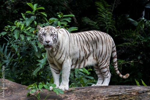Fototapeta Naklejka Na Ścianę i Meble -  The white tiger is a pigmentation variant of the Bengal tiger.  Such a tiger has the black stripes typical of the Bengal tiger, but carries a white or near-white coat.