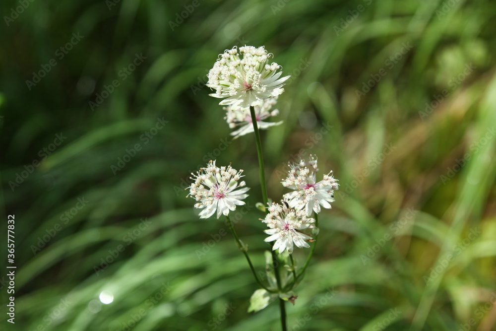 flower flower