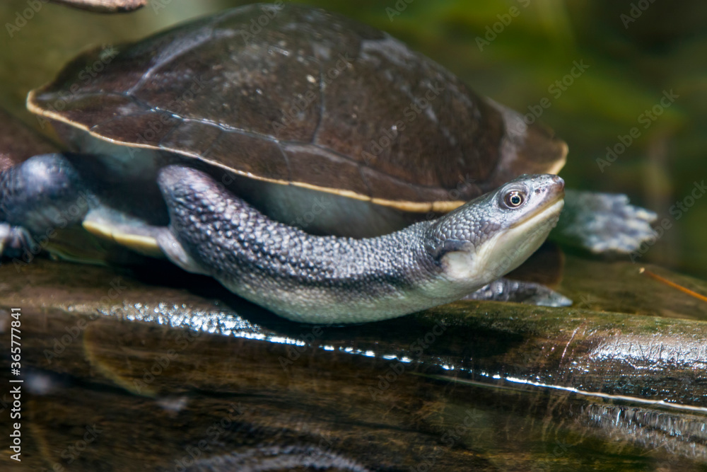 The Roti Island snake-necked turtle (Chelodina mccordi ) is a ...