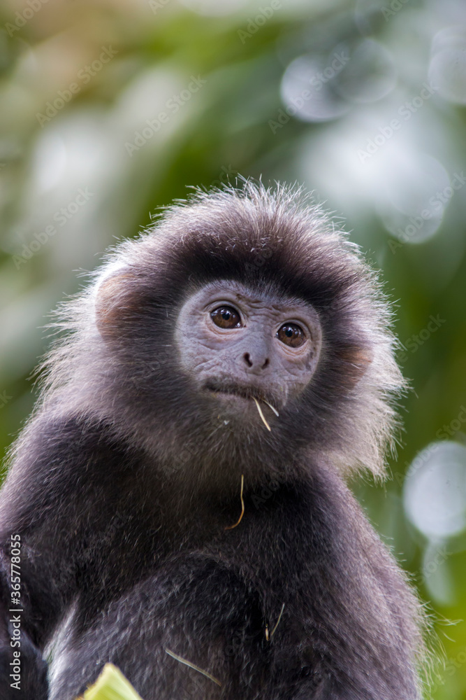 Fototapeta premium The Javan lutung (Trachypithecus auratus) closeup image, also known as the ebony lutung and Javan langur, is an Old World monkey from the Colobinae subfamily