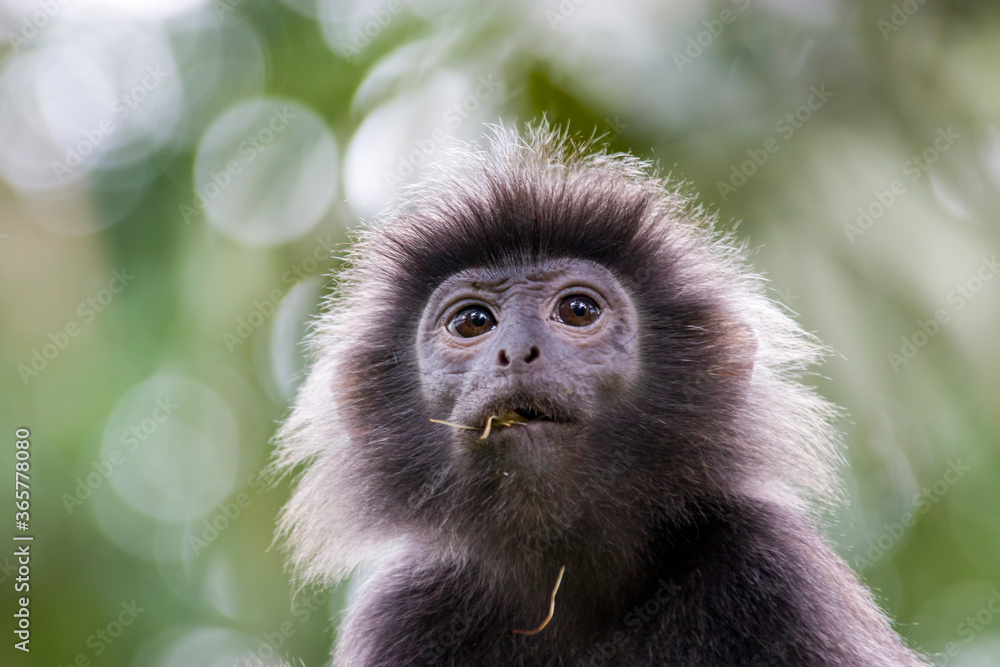 Fototapeta premium The Javan lutung (Trachypithecus auratus) closeup image, also known as the ebony lutung and Javan langur, is an Old World monkey from the Colobinae subfamily