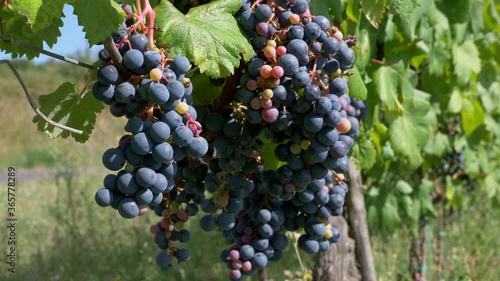 Wallpaper Mural Bunches of red grapes hanging in vineyard. Torontodigital.ca
