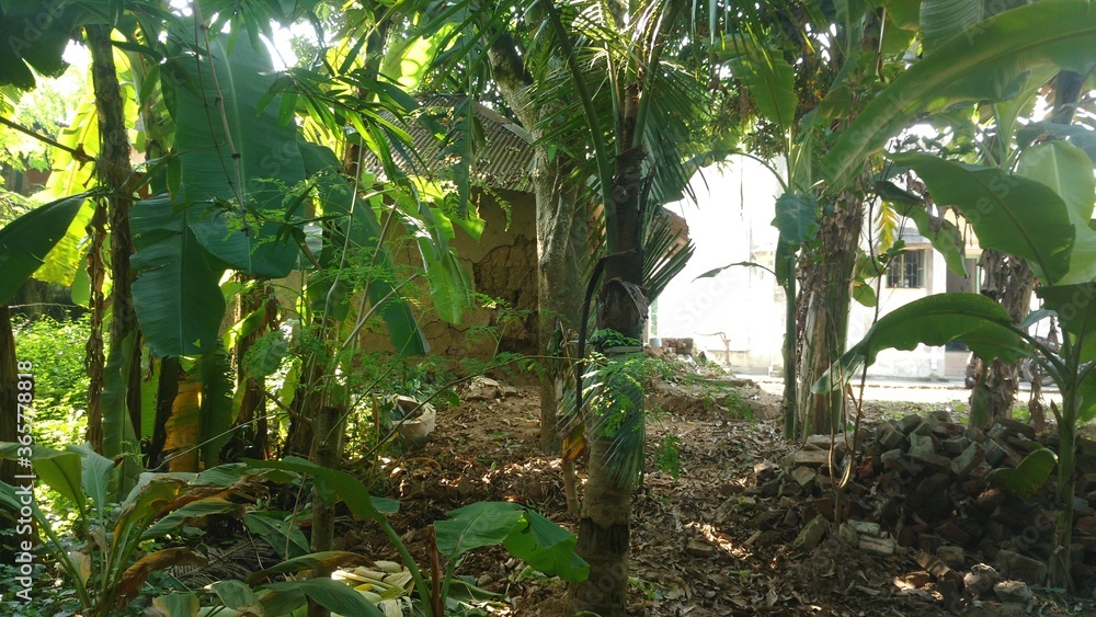 Obraz premium banana tree s garden in a village area india west bengal