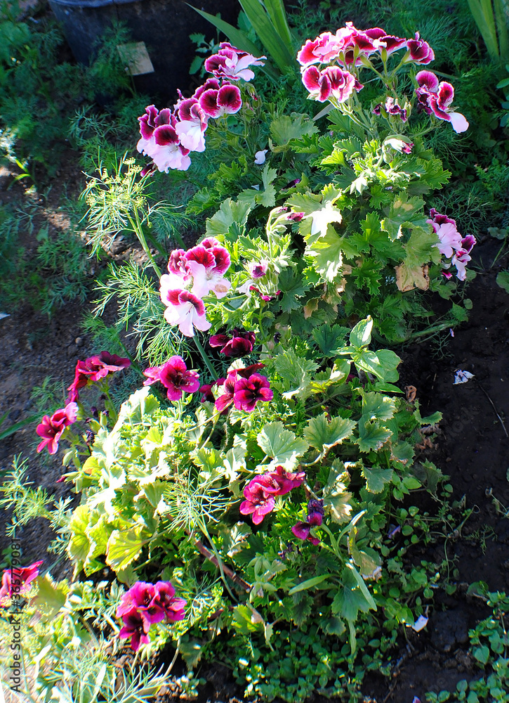 Blooming royal pelargonium on a sunny day