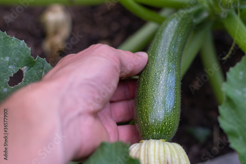 Zucchini im Garten in der hand