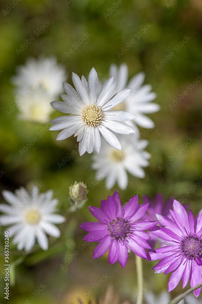 Xeranthemum annuum white and violet immortelle flowers in bloom, group of flowering plants in the garden Xeranthemum annuum white and violet immortelle flowers in bloom, group of flowering plants in the garden