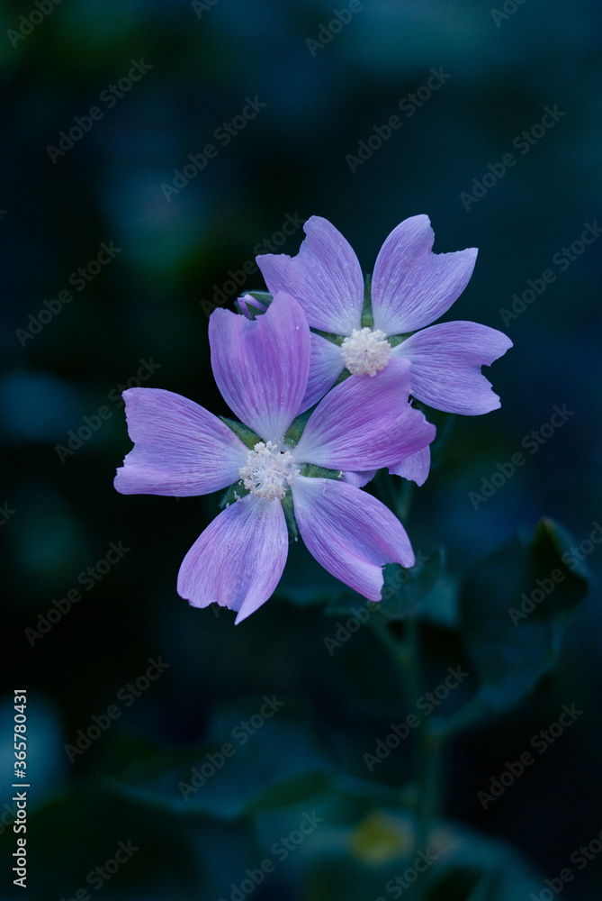 A couple of Pink Lavatera flowers in detail. Malvales Family, Malva thuringiaca