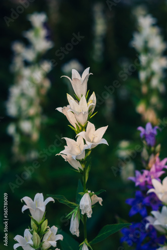 Brunch of Campanula latifolia Alba with white bellflowers in a city flowerbed photo