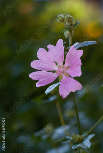 Pink Lavatera flower in detail. Malvales Family, Malva thuringiaca photo