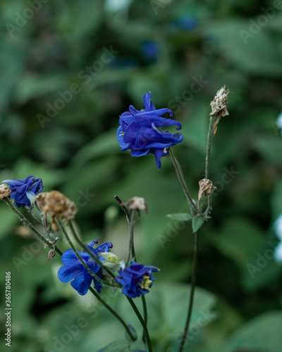 Fototapeta Naklejka Na Ścianę i Meble -  Blue Columbine (Aquilegia Canadensis) wildflower blossom and bud growning in a city park. Perm, Russia