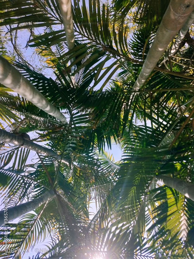 Fototapeta premium coconut palm tree