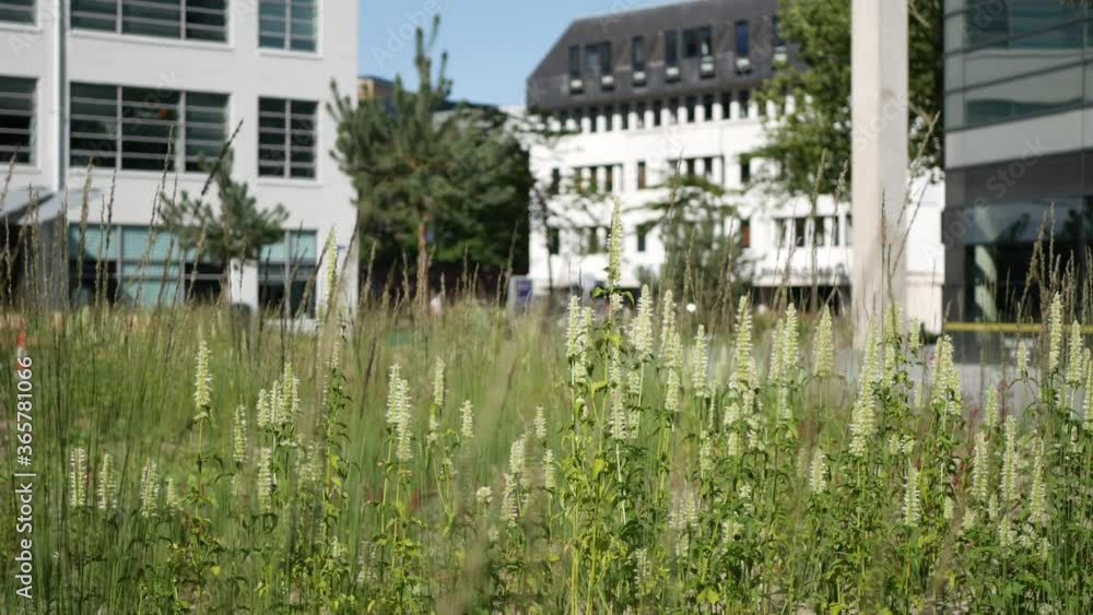 Flowers moving in the wind with blurred background ancient buildings. Eindhoven city park. video real time 4K Flowers moving in the wind with blurred background ancient buildings. Eindhoven city park. video real time 4K