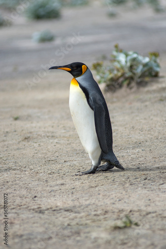 King penguin single out full body