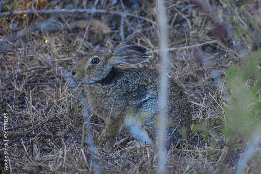rabbit in the grass rabbit in the grass