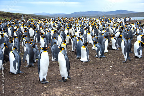 king penguin colony in Falkland islands