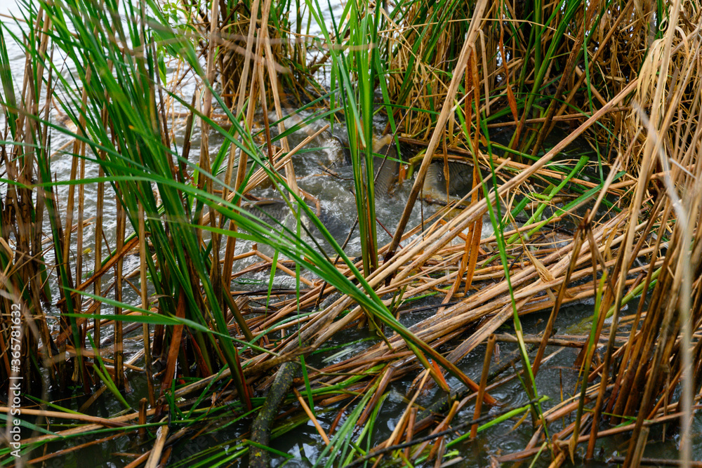 Obraz premium Mating with carp in the reeds of the lake. 