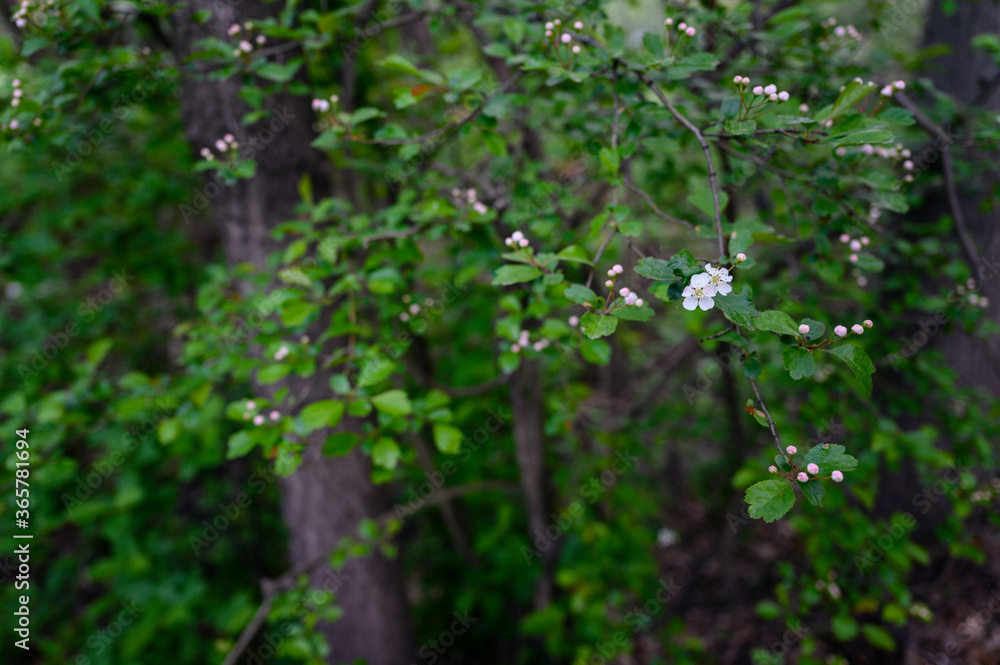 Hawthorn flowers on branches with green leaves. Hawthorn flowers on branches with green leaves.