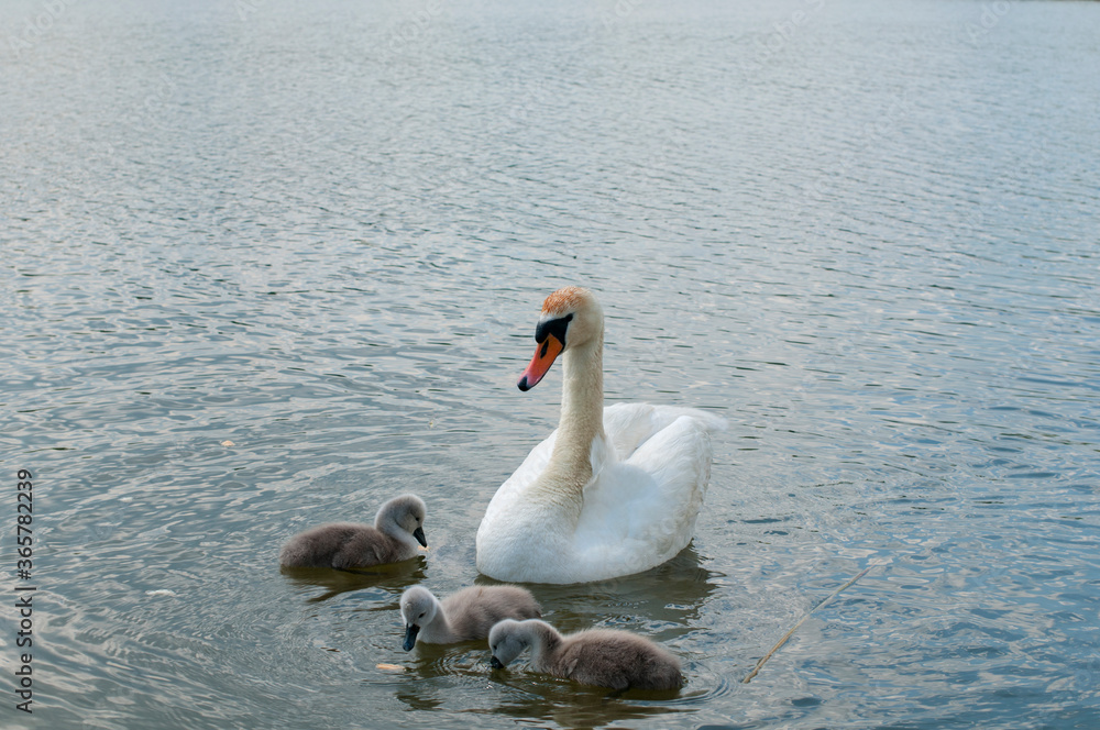 a white swan female with small swans swims in a pond a white swan female with small swans swims in a pond