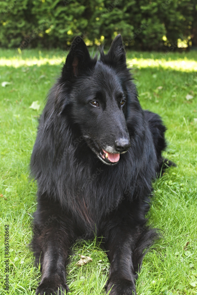 Belgian shepherd Belgian shepherd