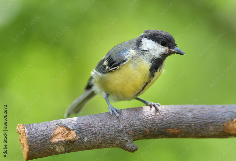 Great Tit with sunflower in beak sitting on a branch in the garden Great Tit with sunflower in beak sitting on a branch in the garden
