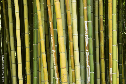 Bamb   Cinese