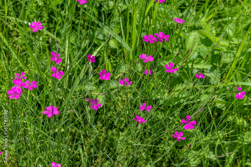 Glade with many bright summer pink flowers of meadow carnation among luscious fresh green grass. Beautiful natural spring-summer floral background or wallpaper