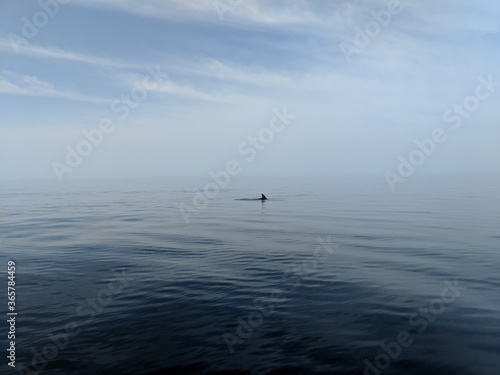 dolphin in the sea © Becks