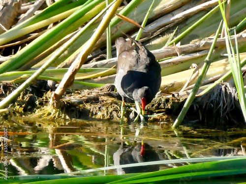 common moorhen in a pond in Germany photo