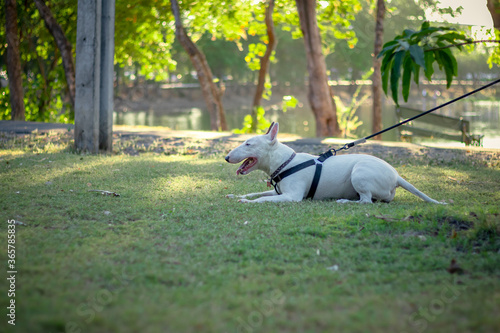 blue terrier white dog playing on park, white bull terrier, bull terrier dog play on grass