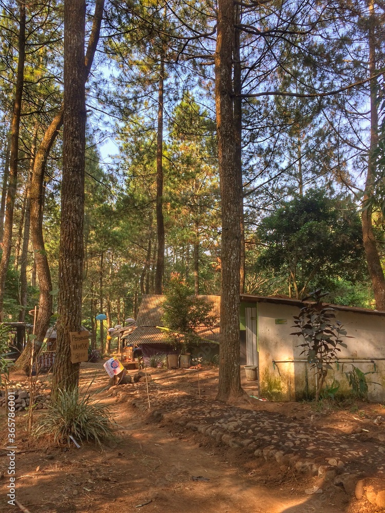 Autumn in the Forest
Bedengan Tourism Park, Malang, East Java, Indonesia Autumn in the Forest
Bedengan Tourism Park, Malang, East Java, Indonesia