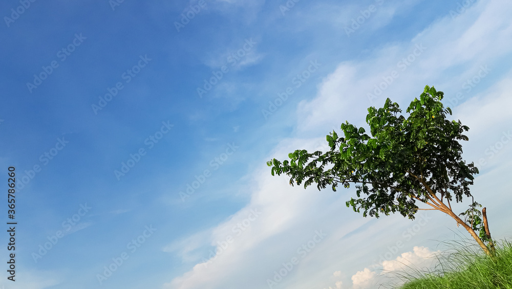 Tree and Blue and white sky. Tree and Blue and white sky.