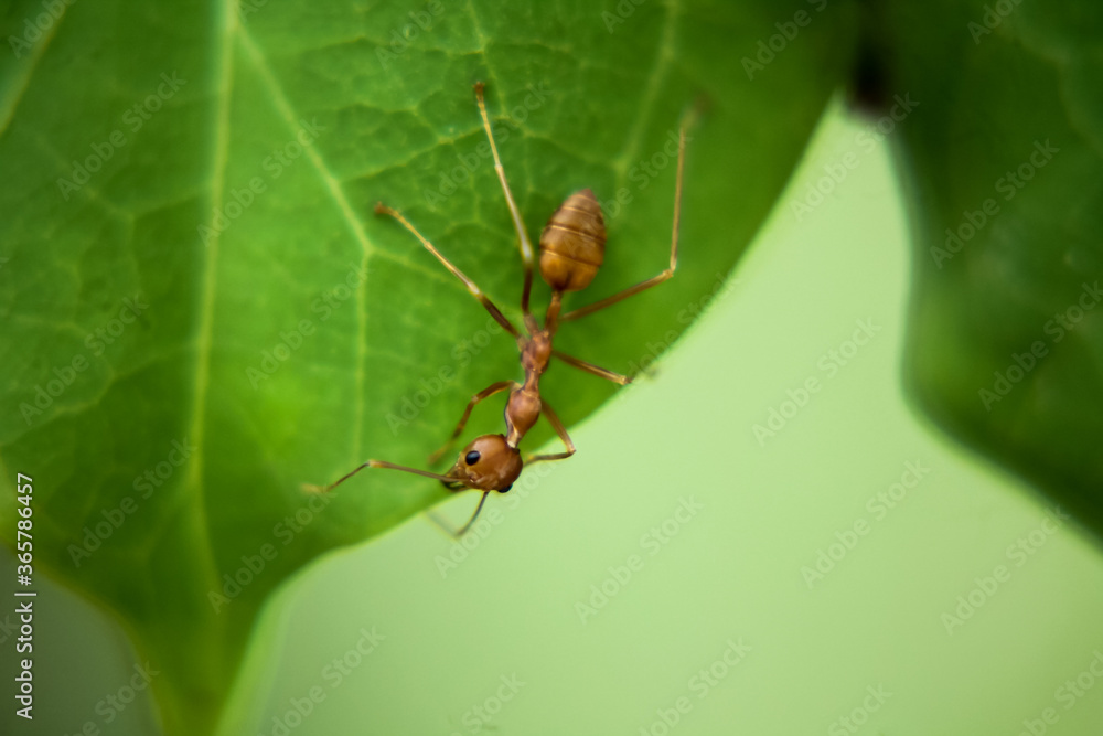 ant on green leaf ant on green leaf
