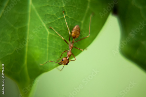 ant on green leaf © D with SLR