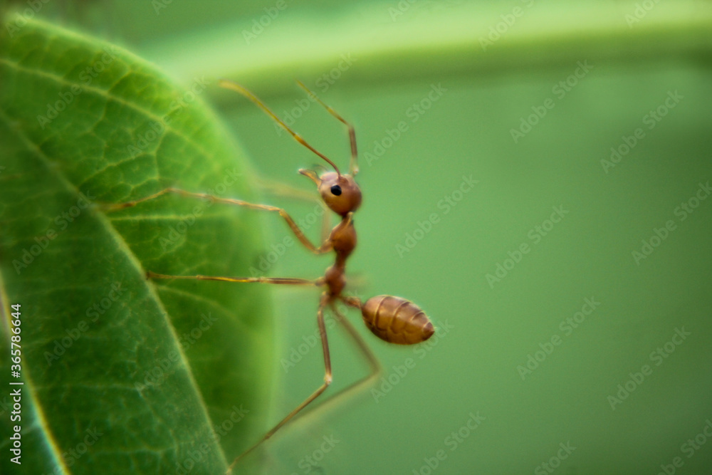 ant on green leaf ant on green leaf