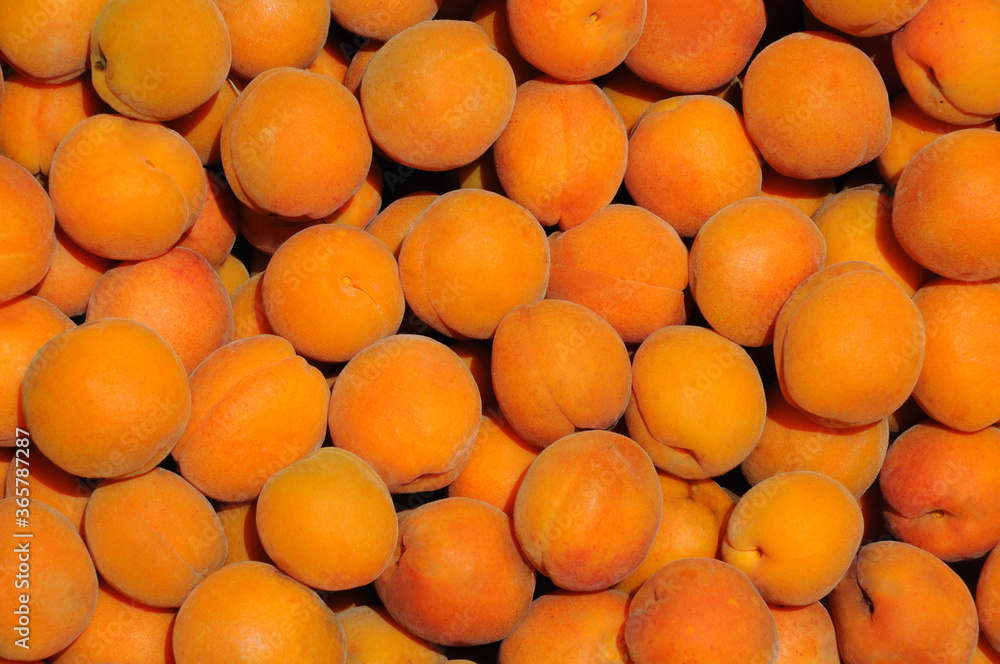 ripe apricot fruits under the summer sun