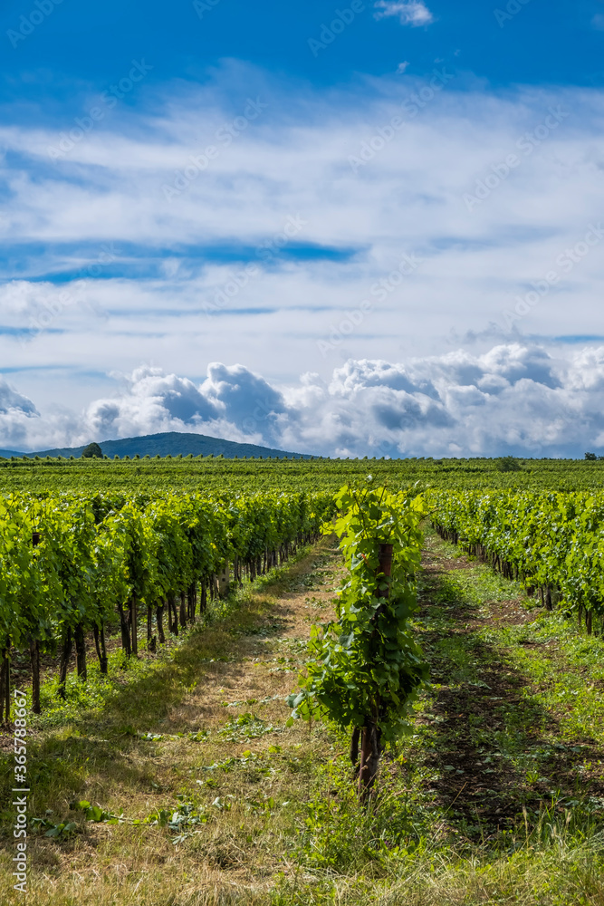 green vineyards in summer time 