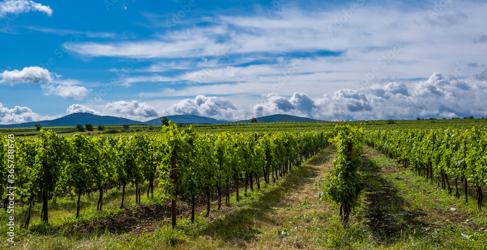 green vineyards landscape in summer time 