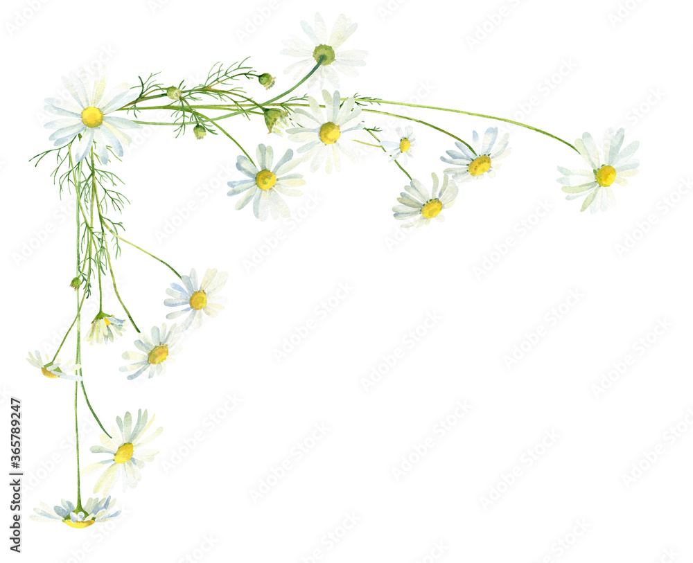 Watercolor corner of daisies on a white background .For congratulations, invitations, anniversaries, weddings, birthday