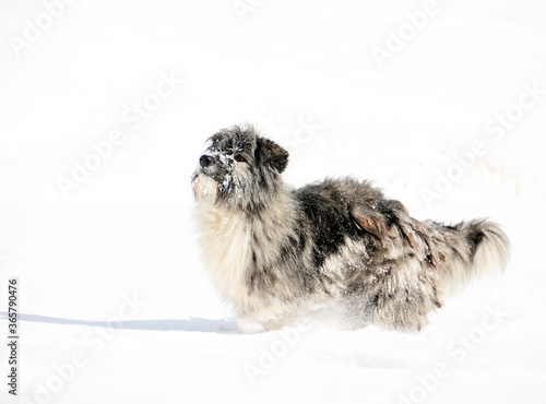 Romanian shepherd dog in the snow