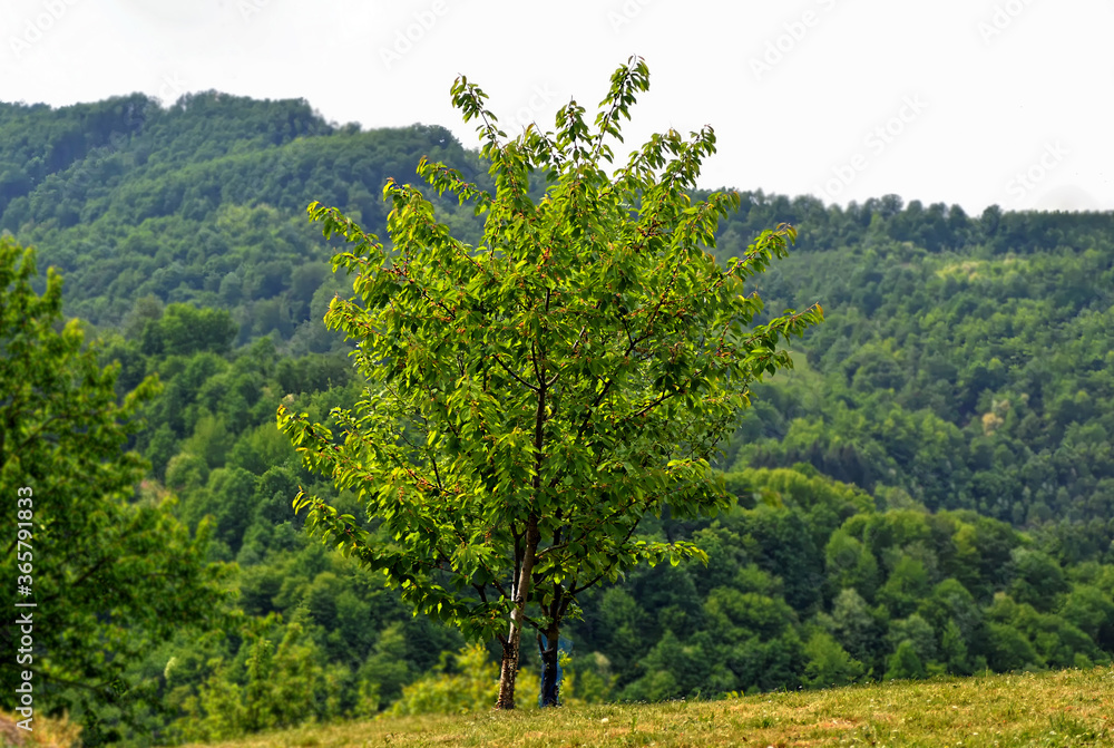 Fototapeta premium Organic young green forest in countryside, Bosnia and Herzegovina.