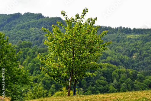 Organic young green forest in countryside, Bosnia and Herzegovina.