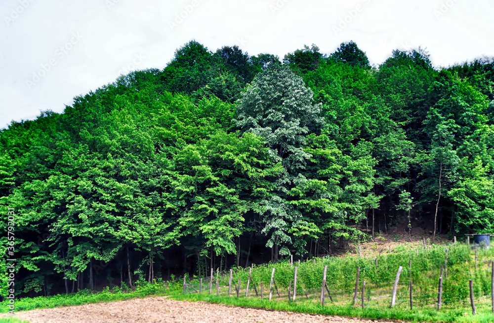 Countryside landscape with green meadow and green forest at spring day.