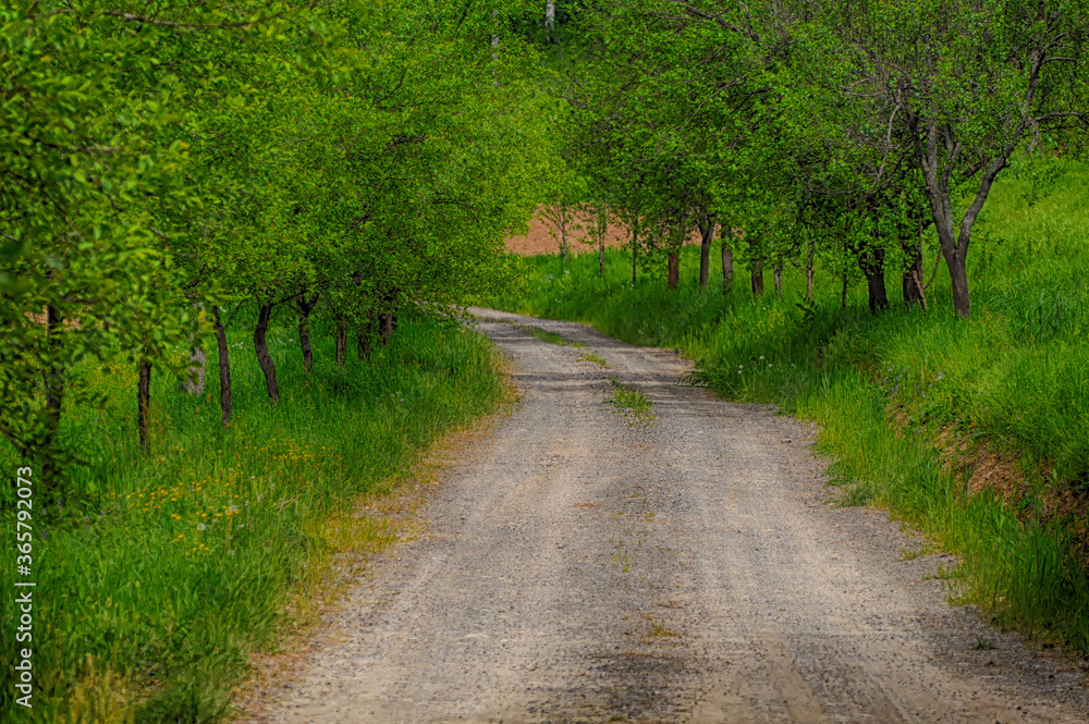 Country road passing trough countryside and avenue of plums with beautiful green wild grass. Country road passing trough countryside and avenue of plums with beautiful green wild grass.