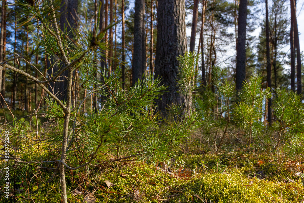 View of the pine forest on a sunny day. New, small pines grow in the foreground. Healthy walk, lifestyle Latvia View of the pine forest on a sunny day. New, small pines grow in the foreground. Healthy walk, lifestyle Latvia