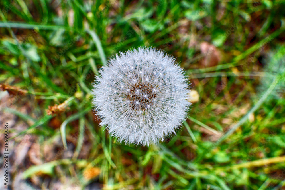 One lonely white dandelion standing in a meadow close up. One lonely white dandelion standing in a meadow close up.