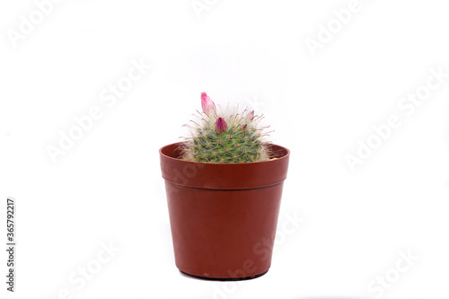 The cactus in the Flower pot has a white background