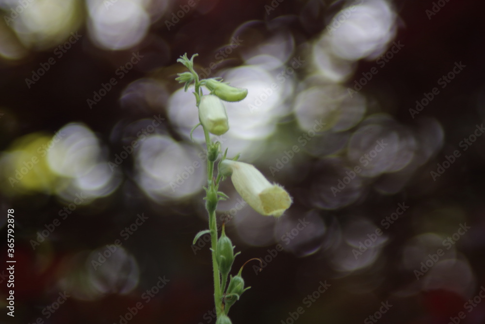 beard tongue flower with red bokeh background beard tongue flower with red bokeh background